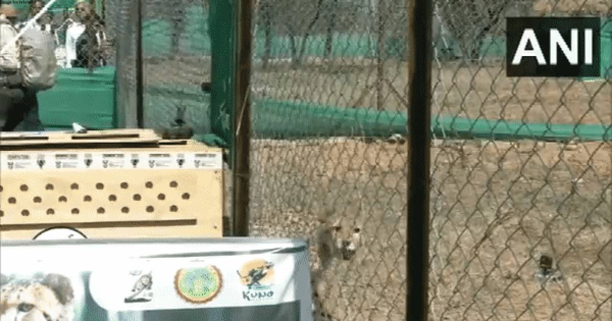 MP: CM Chouhan releases 12 cheetahs in Kuno National Park, says 